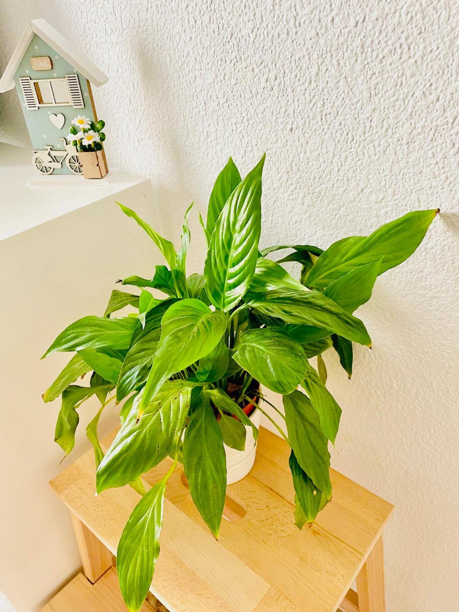Precioso Apartamento Playa Pinedo Valencia Exteriör bild